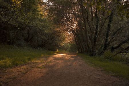 dirt road with sunlight between the treesの写真素材