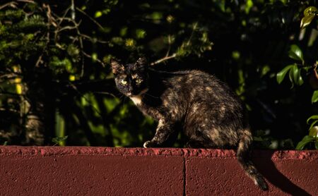 cat on a red wall with vegetation behindの写真素材