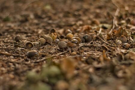 dry acorns on the brown ground