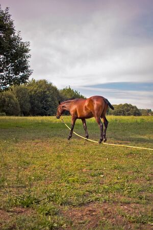 horse tied in the field with a blue sky with clouds and green vegetationの写真素材