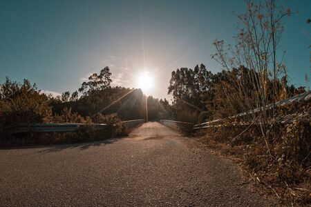 road in the forest with the sun and vegetationの写真素材