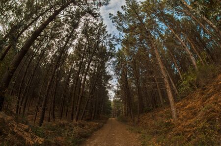dirty way in the forest surrounded by high trees with green leavesの写真素材