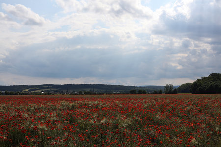 a landscape with summer poppy fieldの写真素材