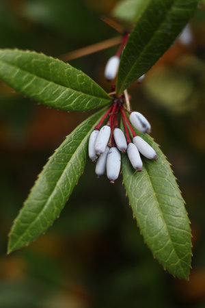 a macro of autumn Berberis julianae, the wintergreen barberry or Chinese barberry in the gardenの写真素材