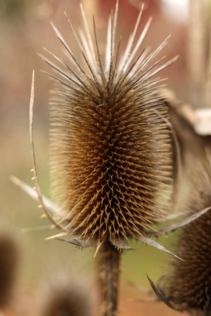 a close up of Teasel Dipsacus fullonum in the autumn garden