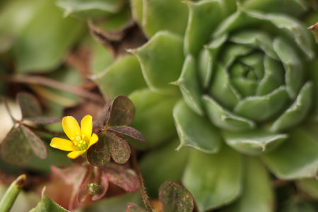 Macro shot of succulent plant with small yellow flower in pot