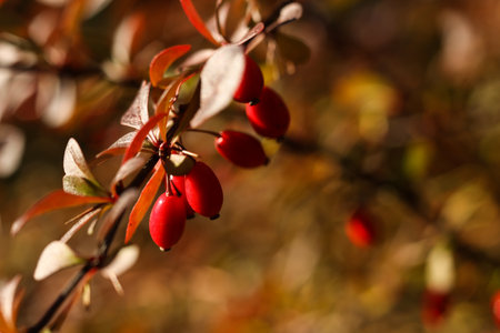a macro of Barberry Berberis vulgaris branch in the autumn gardenの写真素材