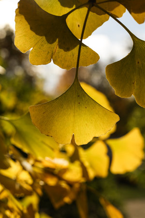Ginkgo biloba, commonly known as ginkgo or gingko, also known as the maidenhair tree in the autumn sunshineの写真素材