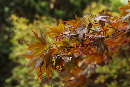 autumn leaves of a maple tree in the garden