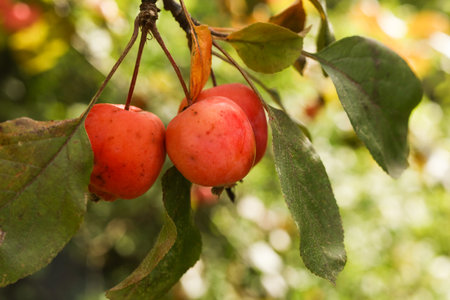 malus prunifolia, plumleaf crab apple, plum-leaved apple, pear-leaf crabapple, Chinese apple and Chinese crabapple close up in the autumn gardenの写真素材