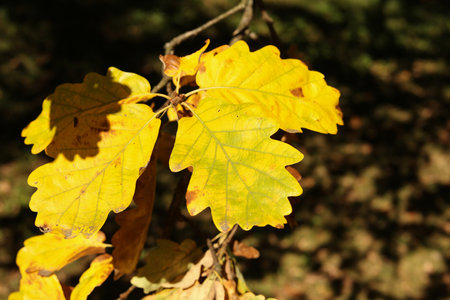 close of bright yellow autumn oak leaves in the sunshineの写真素材