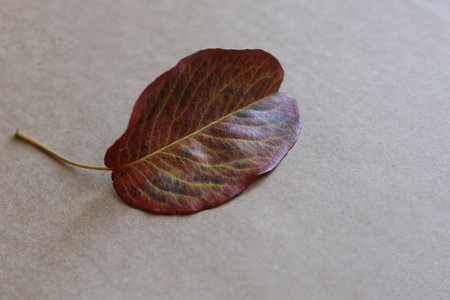 colorful autumn leaf close up on a brown paper background