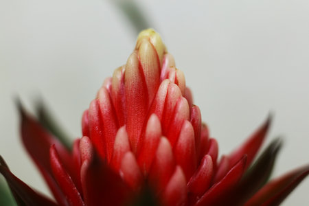 macro shot of bromeliad flower blossomの写真素材