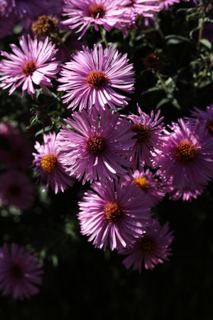 a close up of bright pink aster flowers with a heart shaped middle in the summer gardenの写真素材
