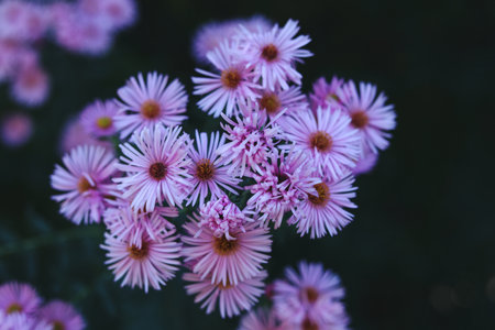 a close up of bright pink aster flowers with a heart shaped middle in the summer gardenの写真素材