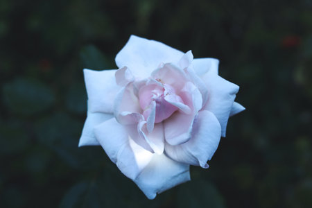 a close up of a white rose flower head in the summer gardenの写真素材