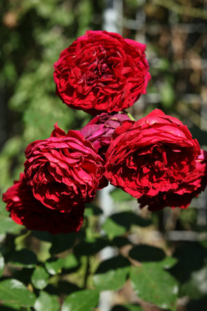 bright red roses in the autumn gardenの写真素材