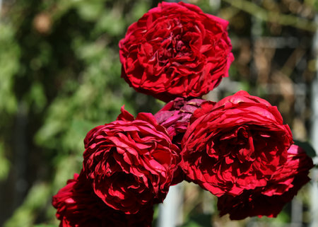 bright red roses in the autumn gardenの写真素材