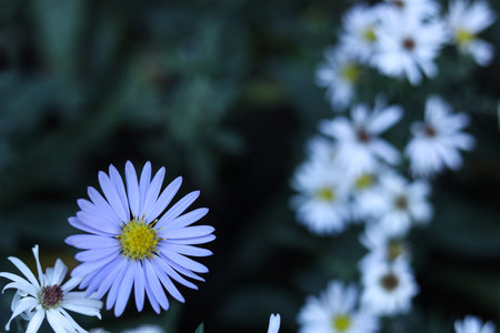 white aster flowers in the autumn gardenの写真素材