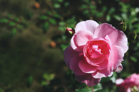 a close up of a single bright pink rose in the summer gardenの写真素材