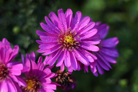 beautiful purple aster flowers covered in rain drops in the gardenの写真素材