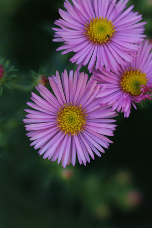 a close up of pink aster flowers in the autumn gardenの写真素材