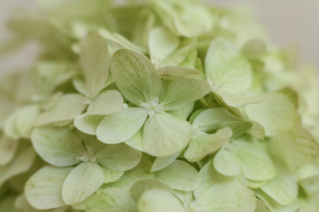 Hydrangea, hydrangea flower selective focus macroの写真素材