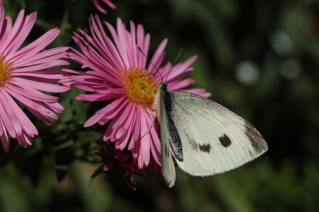 Pieris brassicae, the large white, also called cabbage butterfly, cabbage white, cabbage moth on a pink aster flowerの写真素材