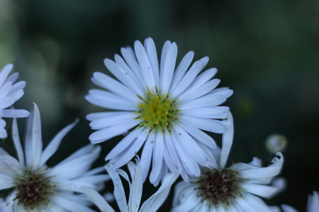white aster flowers in the autumn gardenの写真素材