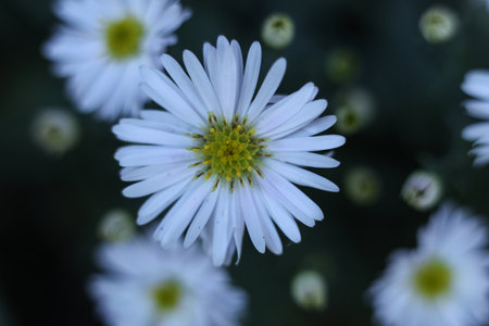 white aster flowers in the autumn gardenの写真素材
