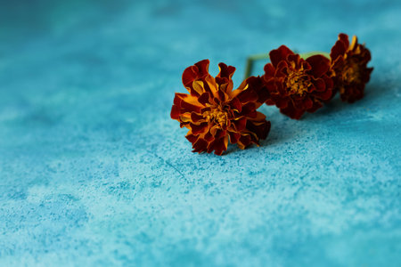 french marigolds on a blue watercolor backgroundの写真素材