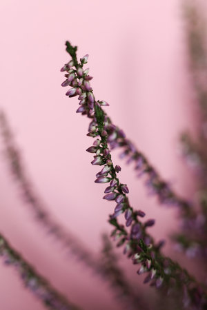 selective focus pink heather on pink backgroundの写真素材