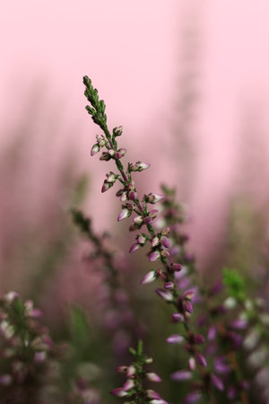 selective focus pink heather on pink backgroundの写真素材