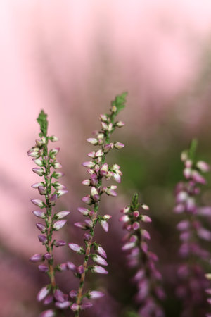 selective focus pink heather on pink backgroundの写真素材