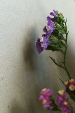 Purple flowers of Statice flower (Limonium sp.) macroの写真素材