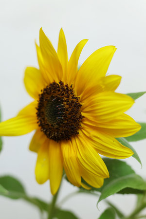a close up of bright yellow sunflowers with a white backgroundの写真素材