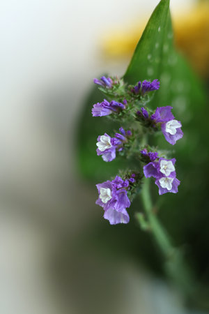 Purple flowers of Statice flower (Limonium sp.) macro