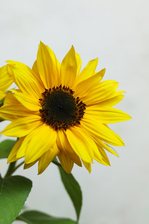 a close up of bright yellow sunflowers with a white backgroundの写真素材