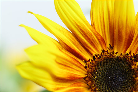 a close up of bright yellow sunflowers with a white backgroundの写真素材
