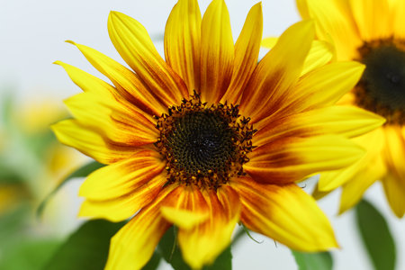 a close up of bright yellow sunflowers with a white backgroundの写真素材