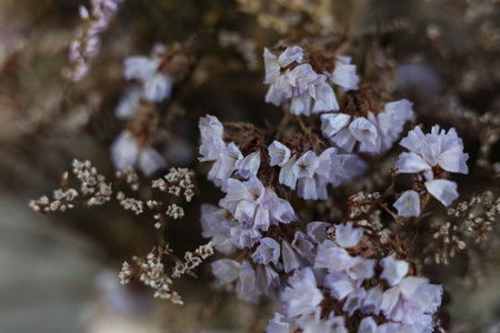 Purple flowers of Statice flower (Limonium sp.) macroの写真素材