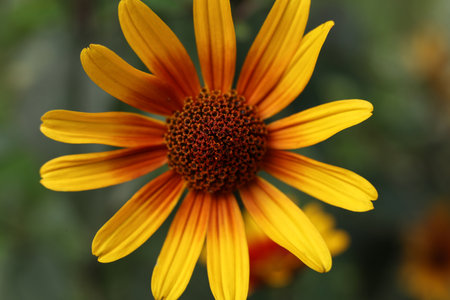 and close up of Heliopsis helianthoides var. scabra 'Bleeding Heartsの写真素材