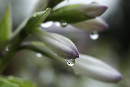 a close up of Hosta capitata blossom covered in rain dropsの写真素材