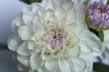beautiful white and purple dahlia flowersの写真素材