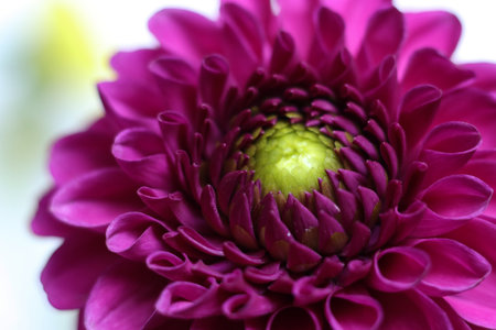 close up of a single bright pink dahlia flowerの写真素材