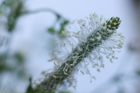 selective focus wild flowers with a white backgroundの写真素材