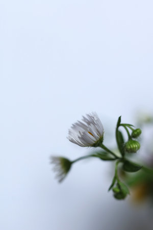 selective focus wild flowers with a white backgroundの写真素材