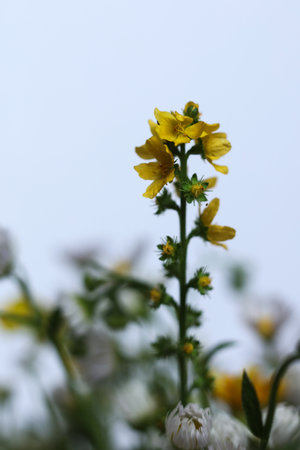 selective focus wild flowers with a white backgroundの写真素材