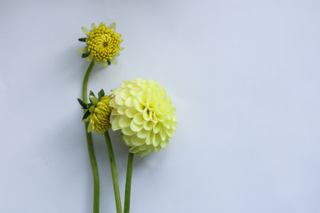 bright yellow dahlia flower on a white backgroundの写真素材