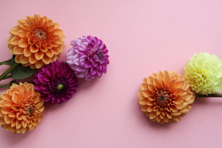 colorful dahlia flowers on a pastel pink backgroundの写真素材
